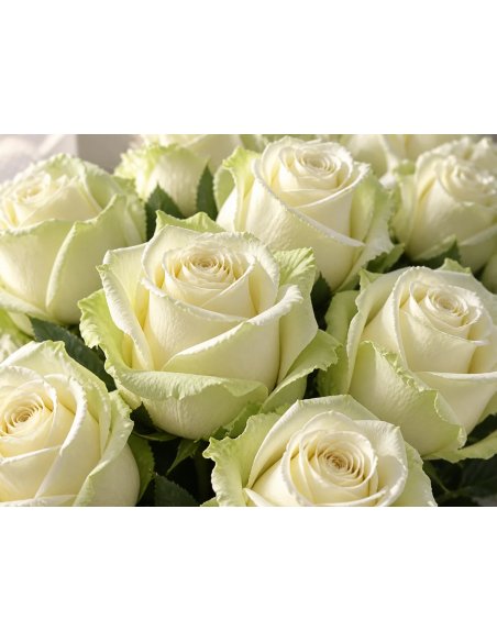 Ramo rosas blancas Mondial 25–99 | Mallorca