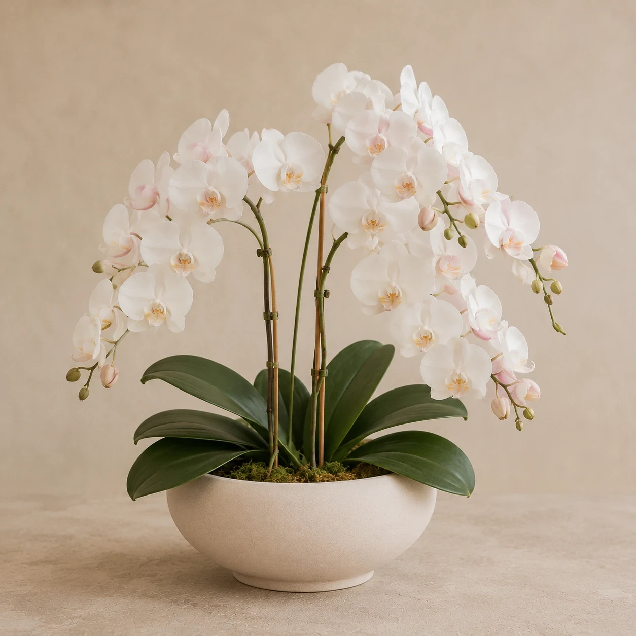 Orquídeas premium