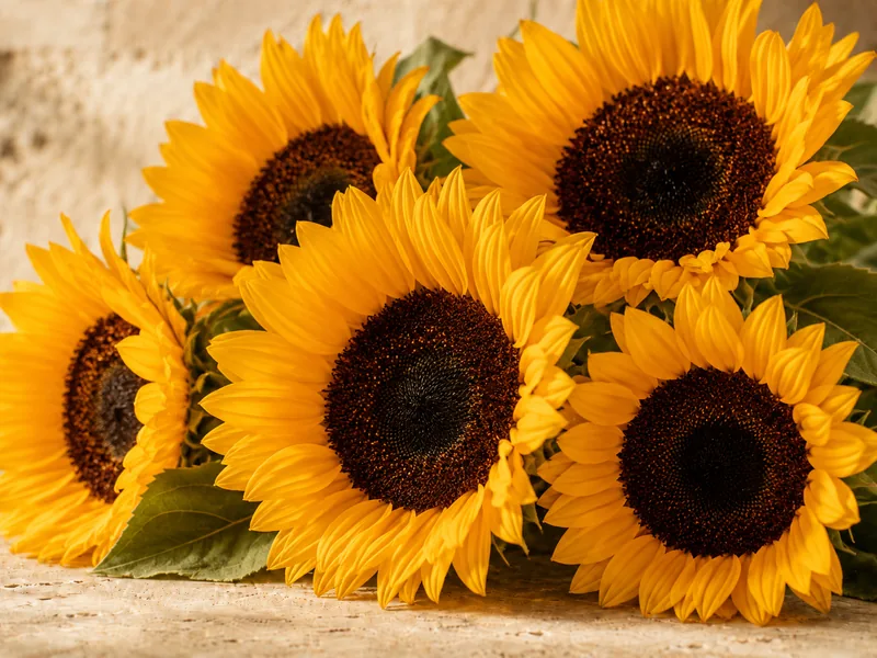 Girasoles