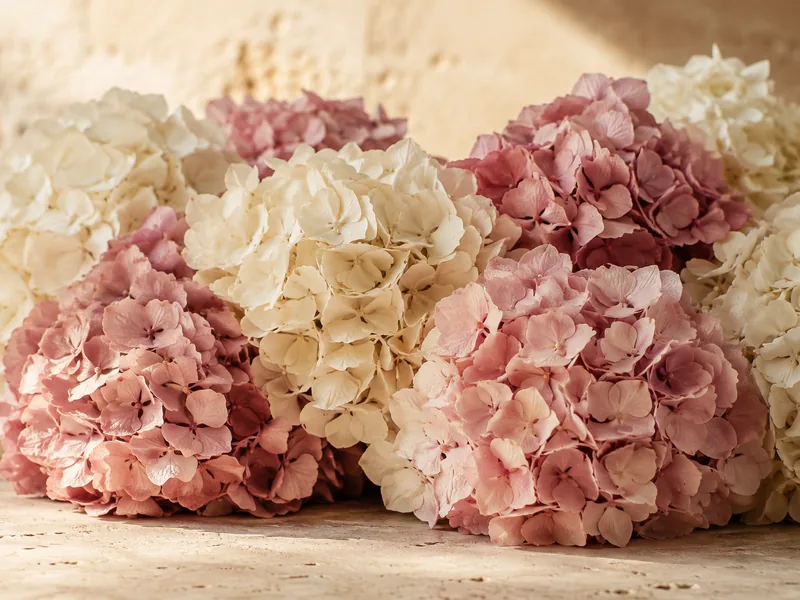 Hortensias