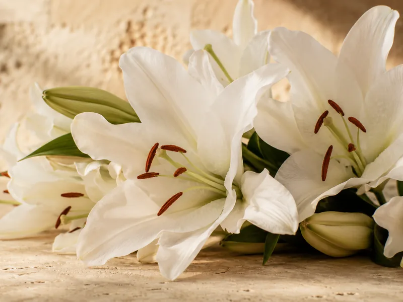 Lilien