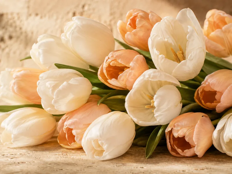 Tulipanes